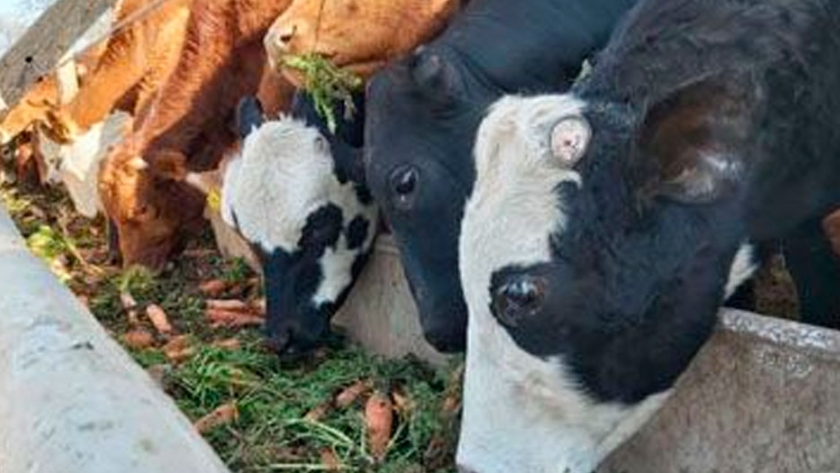 Las vacas no solo comen pastos o granos, sino también zanahoria