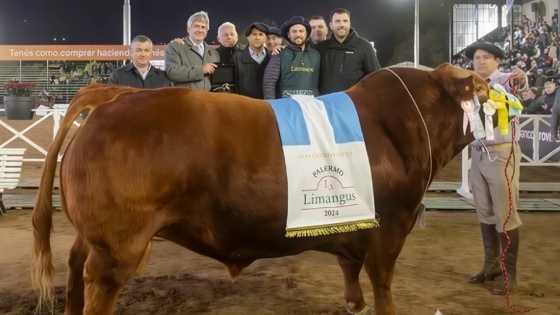 Cinco cabañas de la Patagonia competirán en Palermo con genética que ya conquista Estados Unidos