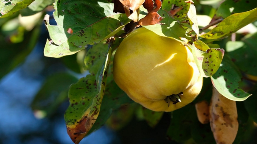 Membrillo: una deliciosa fruta presente en muchos jardines hogareños