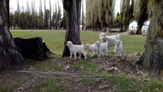 <¿Qué son las estaciones agrozootécnicas?