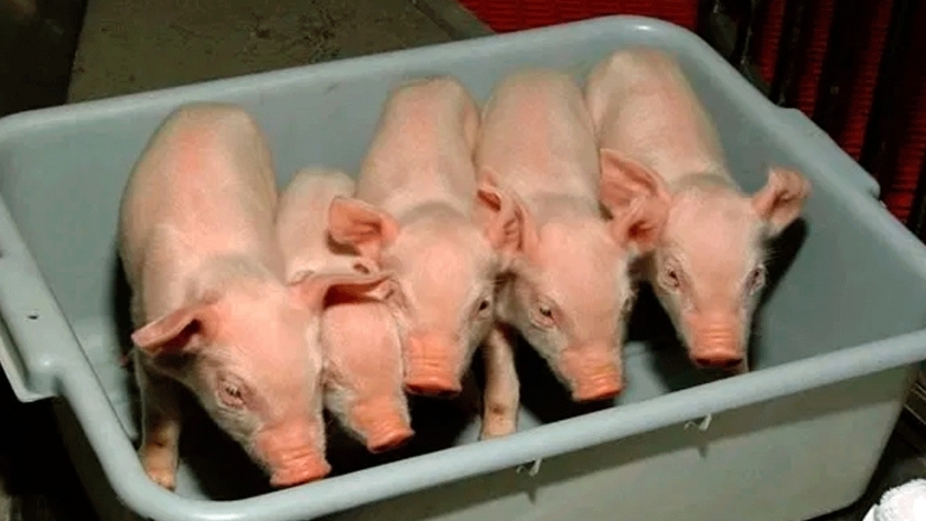 Cerdos clonados: potenciales donantes de corazones para humanos