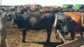 La escalada del maíz genera pérdidas de hasta 2.500 pesos en cada animal que pasa por un feedlot
