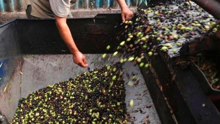 Se necesitan 4.000 trabajadores locales para la cosecha de oliva y papa