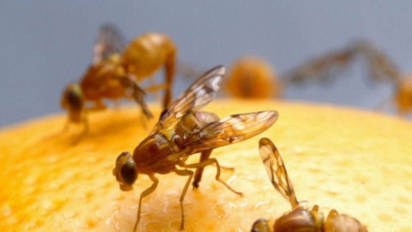 Corrientes: Autorizan al laboratorio regional realizar análisis de mosca de los frutos