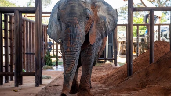 Kenya ya es libre: así fue el primer día de la última elefanta argentina en el santuario del Mato Grosso