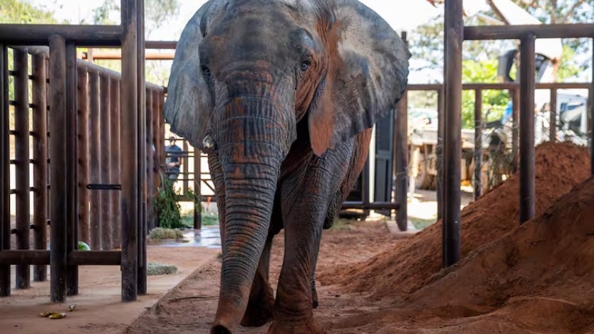 Kenya ya es libre: así fue el primer día de la última elefanta argentina en el santuario del Mato Grosso