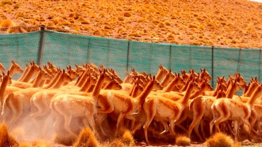 Este año no se realizarán los chakus de vicuñas
