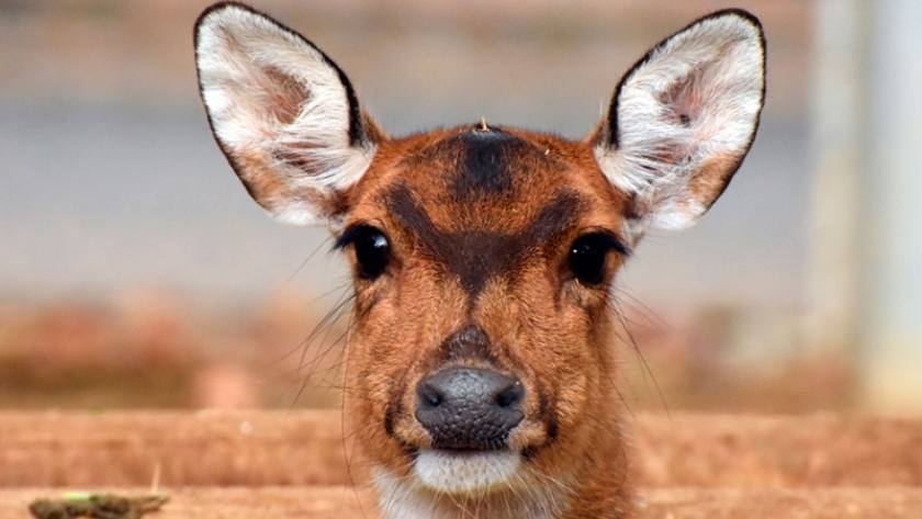 La presencia de un Bambi importado altera el ecosistema de un parque nacional