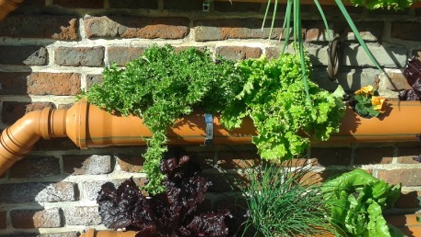 Con el invierno, llegan los cuidados especiales en la huerta
