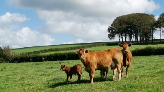 New Zealand government helps UK farmers with industry changes
