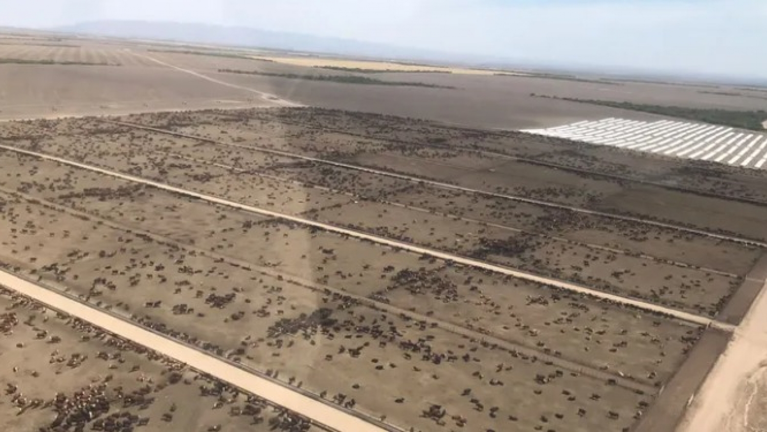 Un feedlot de 100.000 cabezas que también siembra: el modelo integrado que produce su propio alimento