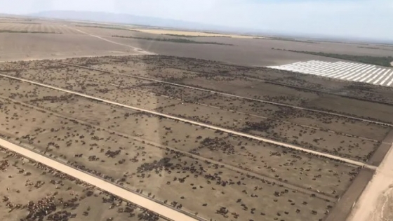 Un feedlot de 100.000 cabezas que también siembra: el modelo integrado que produce su propio alimento