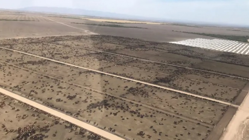 Un feedlot de 100.000 cabezas que también siembra: el modelo integrado que produce su propio alimento