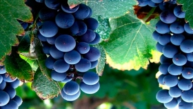Presentan plan para sostener a la vitivinicultura
