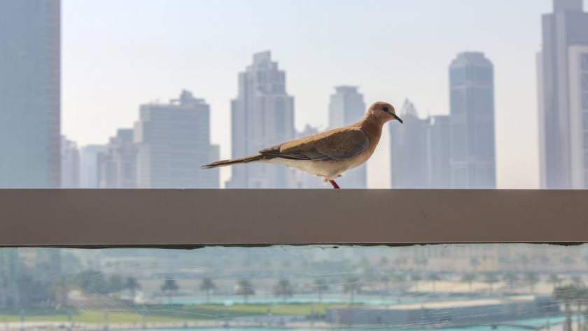 Por qué deberíamos impulsar el desarrollo de ciudades bird-friendly