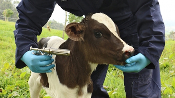 La industria veterinaria cierra un año con caída de ventas, pero confía en un 2025 de recuperación