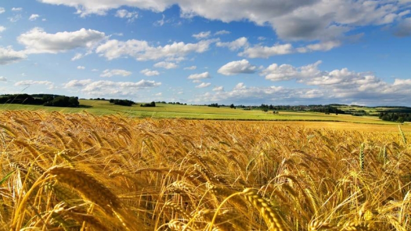 Alza de precios en los commodities: ¿qué hacer ante este escenario?