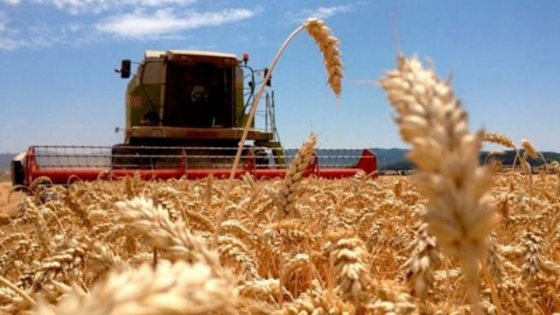 Progresa la cosecha de trigo
