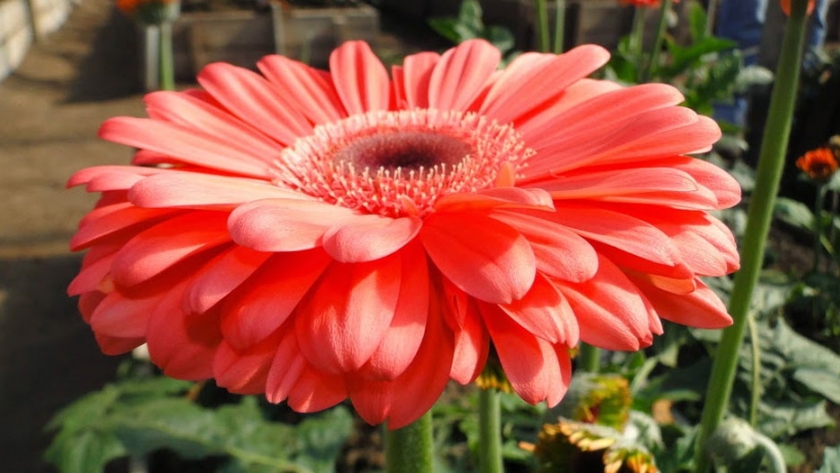Floricultura: se conforma espacio interinstitucional para apoyar al sector en el marco de la pandemia