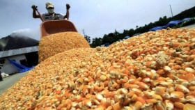 Incertidumbre: productores deciden frenar la venta de grano