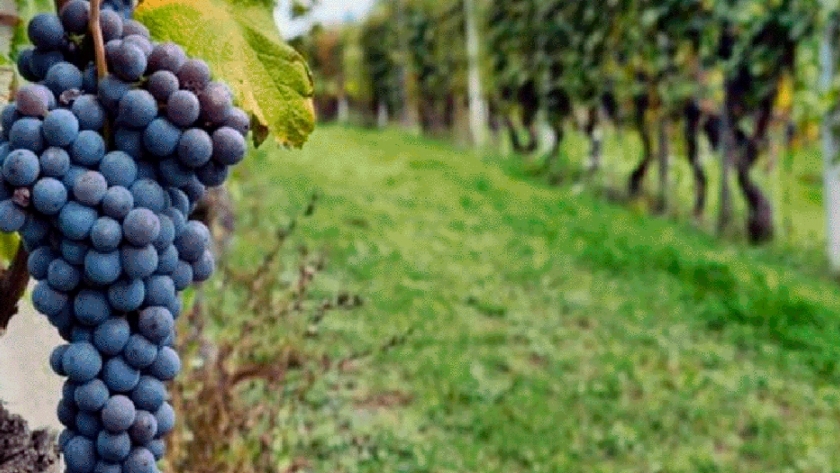 Peligra la vitivinicultura a raíz del cambio climático
