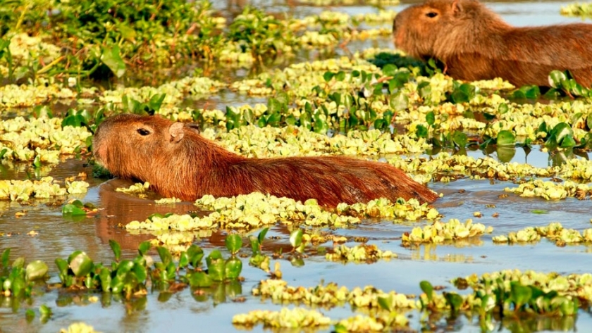 Parque Nacional Iberá: flora y fauna en estado puro