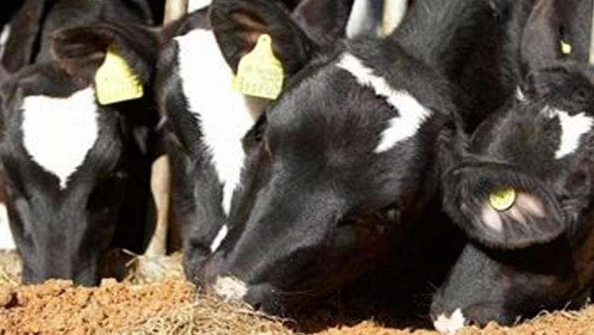 Tendencias en nutrición animal: 3 ingredientes saludables y sustentables