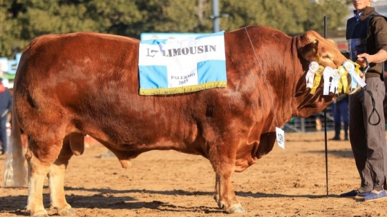Exposición Rural: Las Martas y La Cotidiana ganaron los mayores premios de la raza Limousin