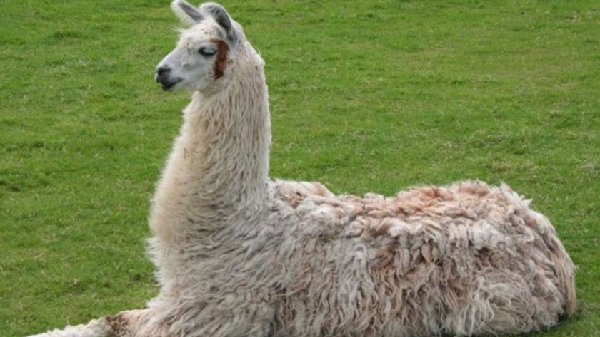 Se apunta a frigoríficos que nos permitan introducir la carne de llama en el mercado