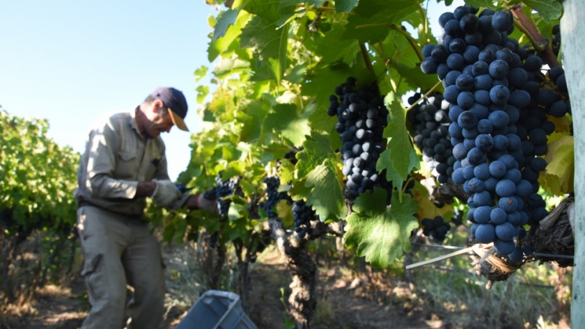 Cosecha de cepas Malbec y Pinot-Noir en el Distrito del Vino