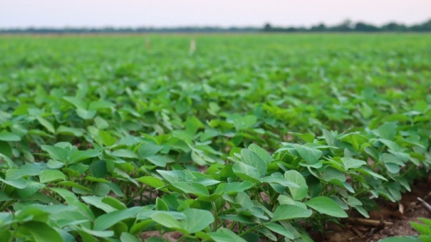 ¿Qué significa producir granos de forma “sustentable” para una de las grandes compañías de siembra de Argentina?