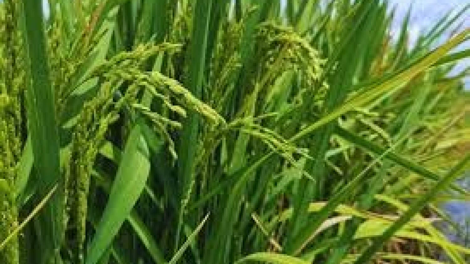 Arroz argentino de alto valor: KIRA INTA supera las 9.000 toneladas y se afianza en mercados exigentes