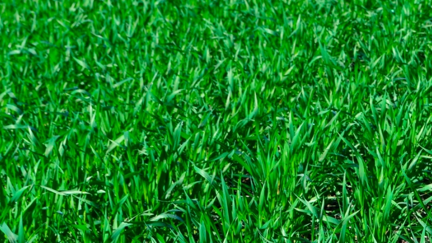 La siembra de trigo cerró con 6,5 millones de hectáreas