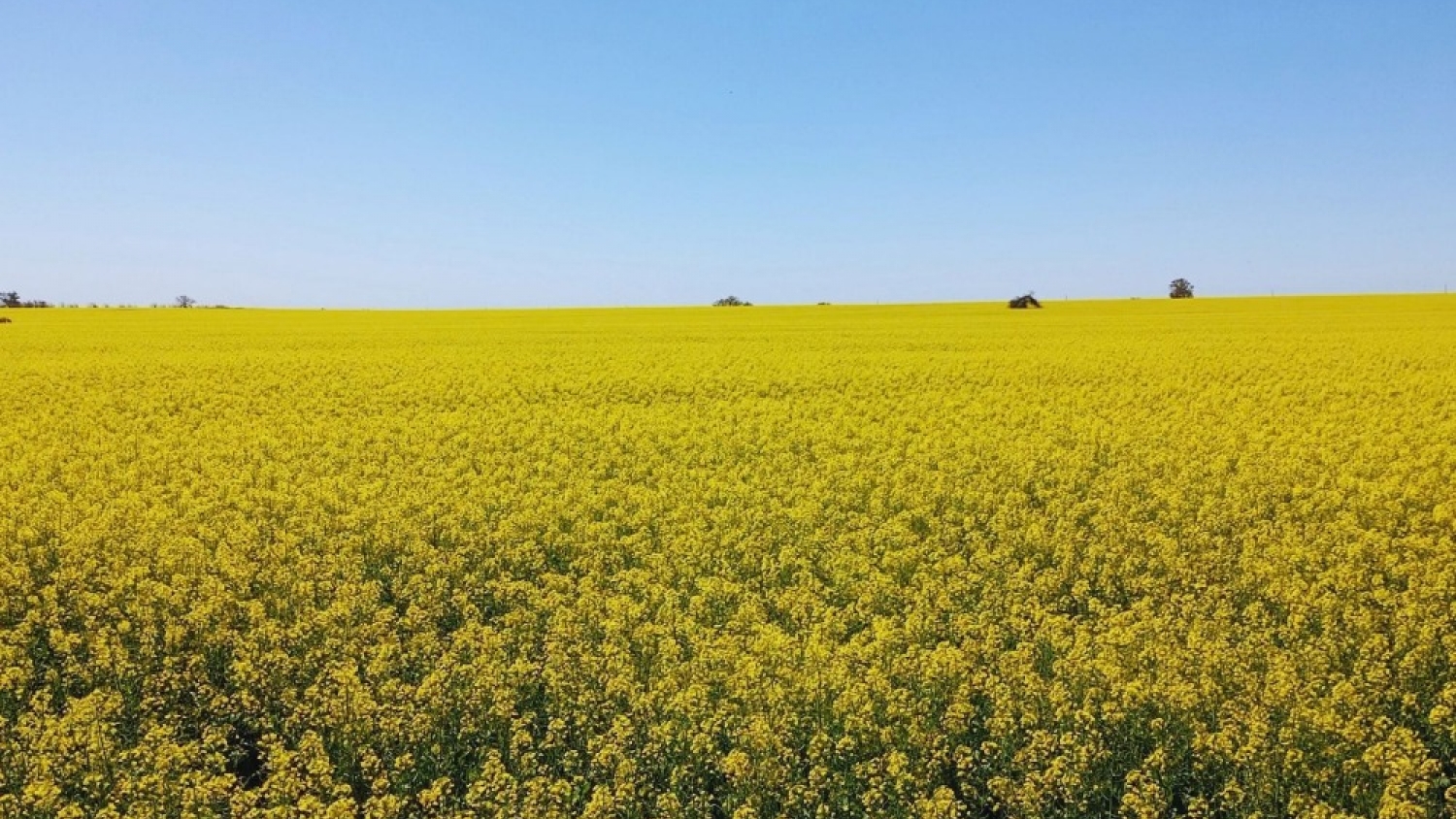 Colza, carinata y camelina ganan espacio en las rotaciones por sus efectos sobre el suelo y los cultivos
