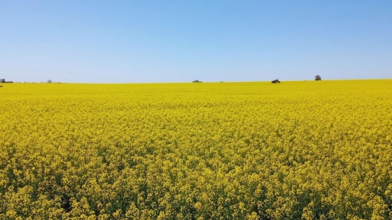 Colza, carinata y camelina ganan espacio en las rotaciones por sus efectos sobre el suelo y los cultivos