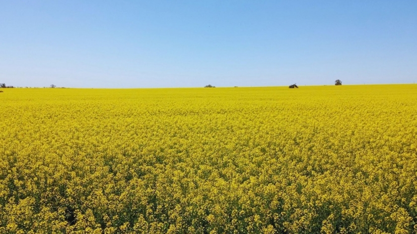 Colza, carinata y camelina ganan espacio en las rotaciones por sus efectos sobre el suelo y los cultivos