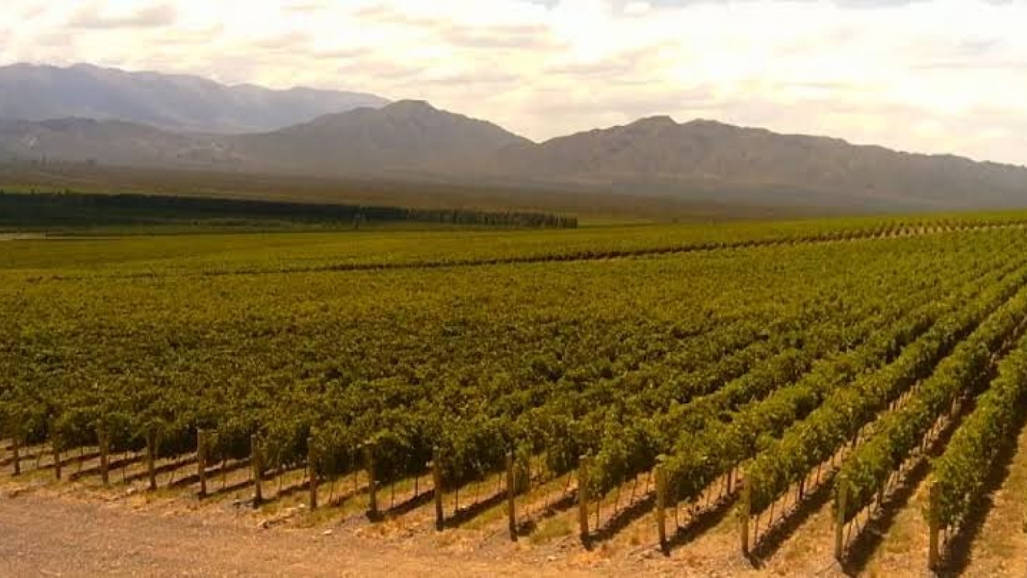 Turismo en Rivadavia: corredor vitivinícola y precordillera