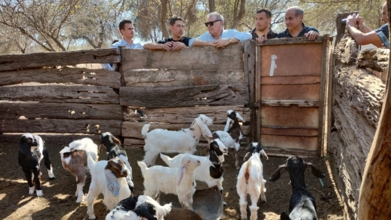 Las Arrias: Busso entregó aportes a productores caprinos por casi $16 millones