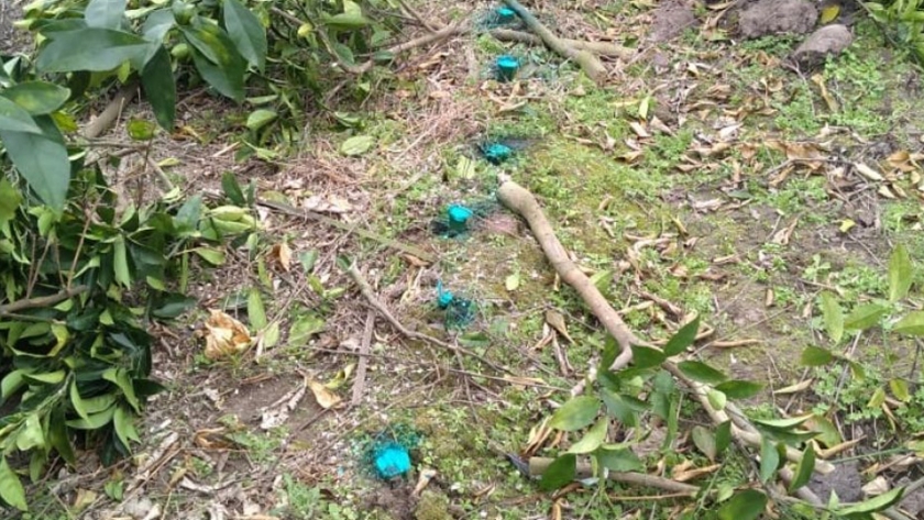 Se eliminaron 9 mil plantas cítricas en Corrientes para prevenir el HLB