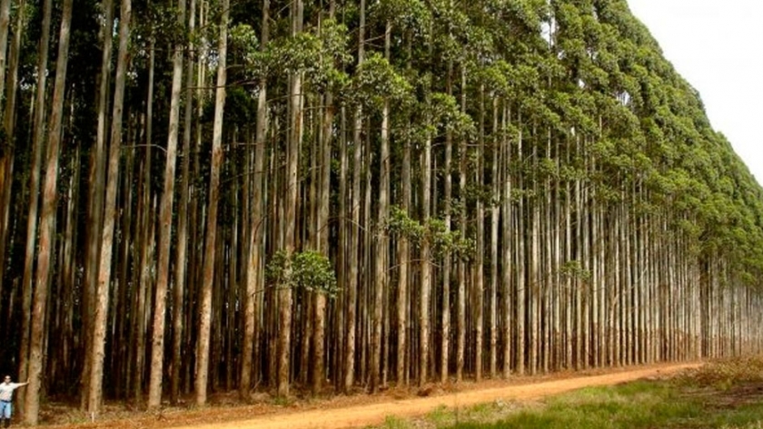 Misiones se suma al sistema de administración y control forestal