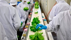 Sin tierra ni pesticidas: Japón impulsa fábricas de lechugas a gran escala
