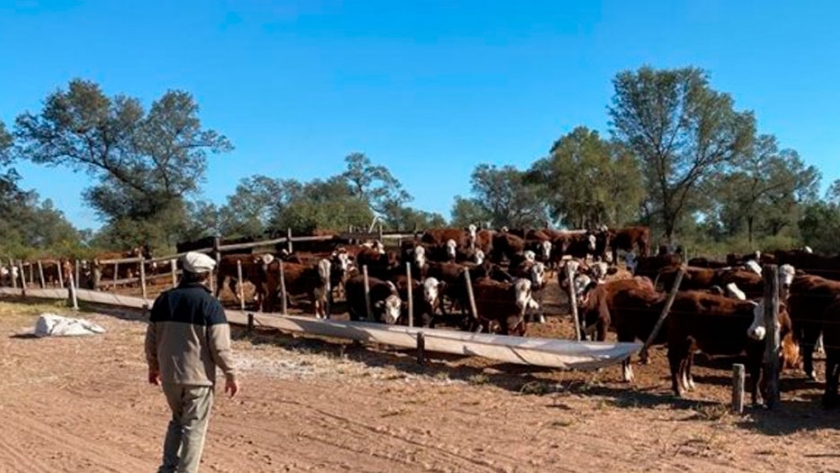 Ganadería de alta gama: para asegurarse el maíz del feedlot invirtieron en riego subterráneo