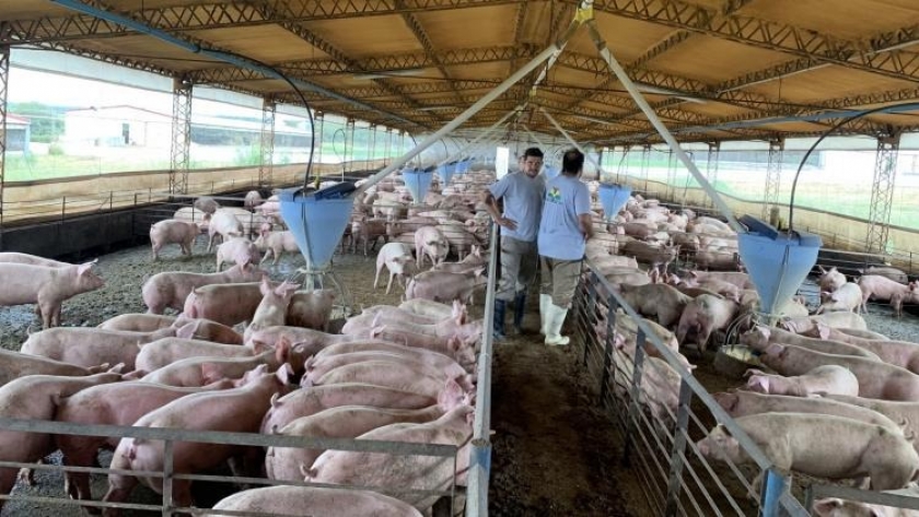 Los costos de alimentación reducen los márgenes en las granjas porcinas y ponen en jaque a los tambos