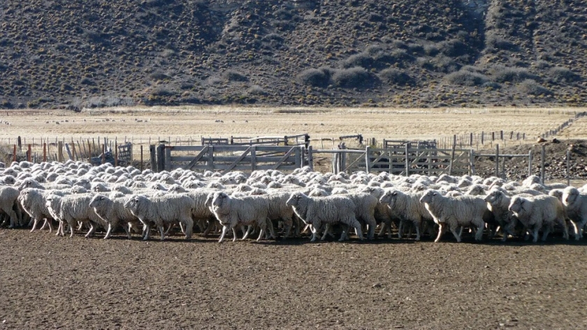 La Ley Ovina definió el Plan Estratégico Anual 2023