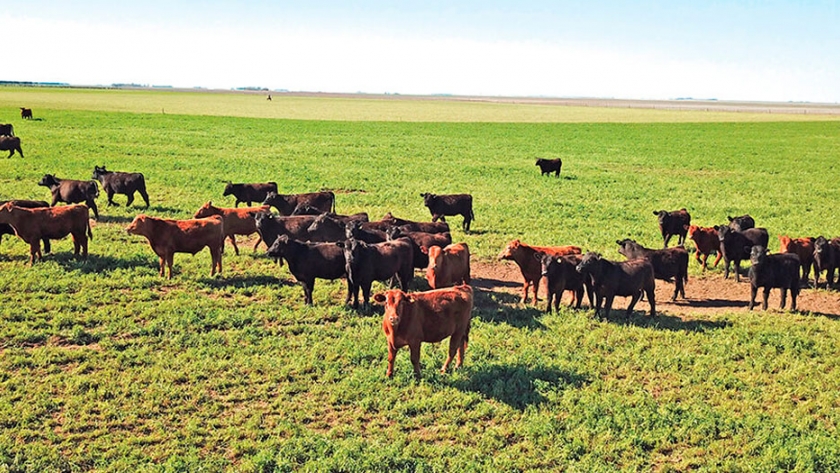 Cría: reglas básicas para evitar degradar pasturas en plena época de rebrote