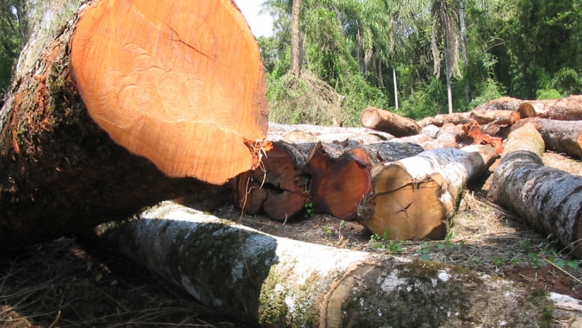 Semana Mundial del Ambiente: "La oportunidad para acrecentar el compromiso de ordenación forestal de los bosques en la región"