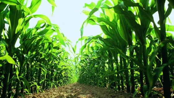 Piden consensos para fortalecer la cadena del maíz argentino, el de menor huella de carbono del mundo