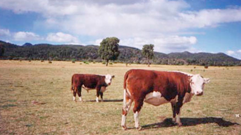 Alternativas de manejo de la hacienda en sequía estival