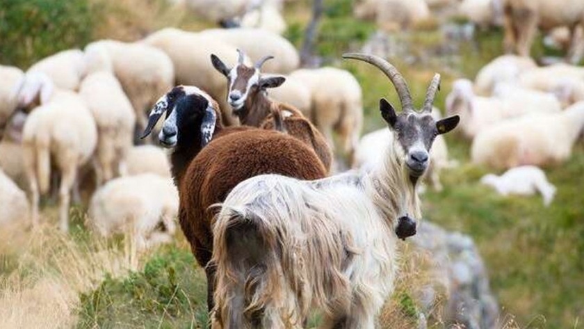Ovejas resistentes a la intemperie, cómo mejorar la resiliencia animal al cambio climático