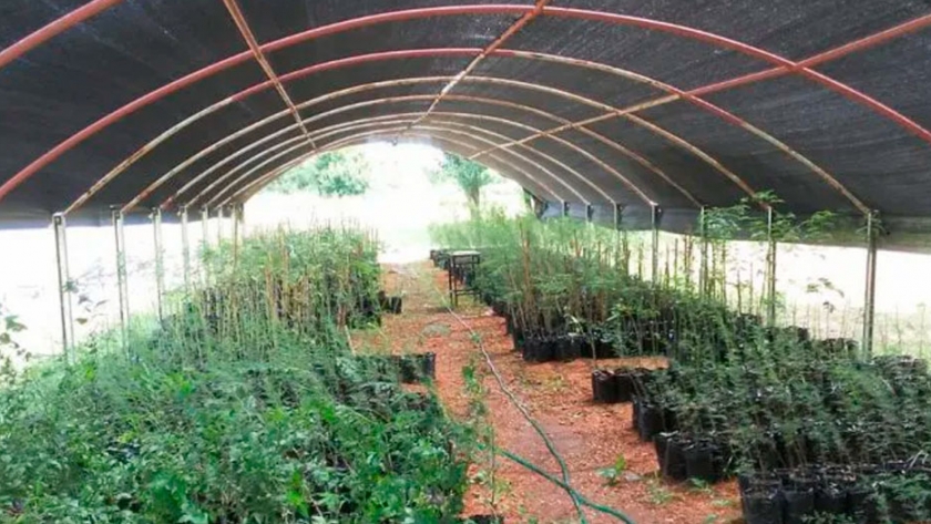 Hay 2.000 ejemplares listos para darle vida al monte nativo